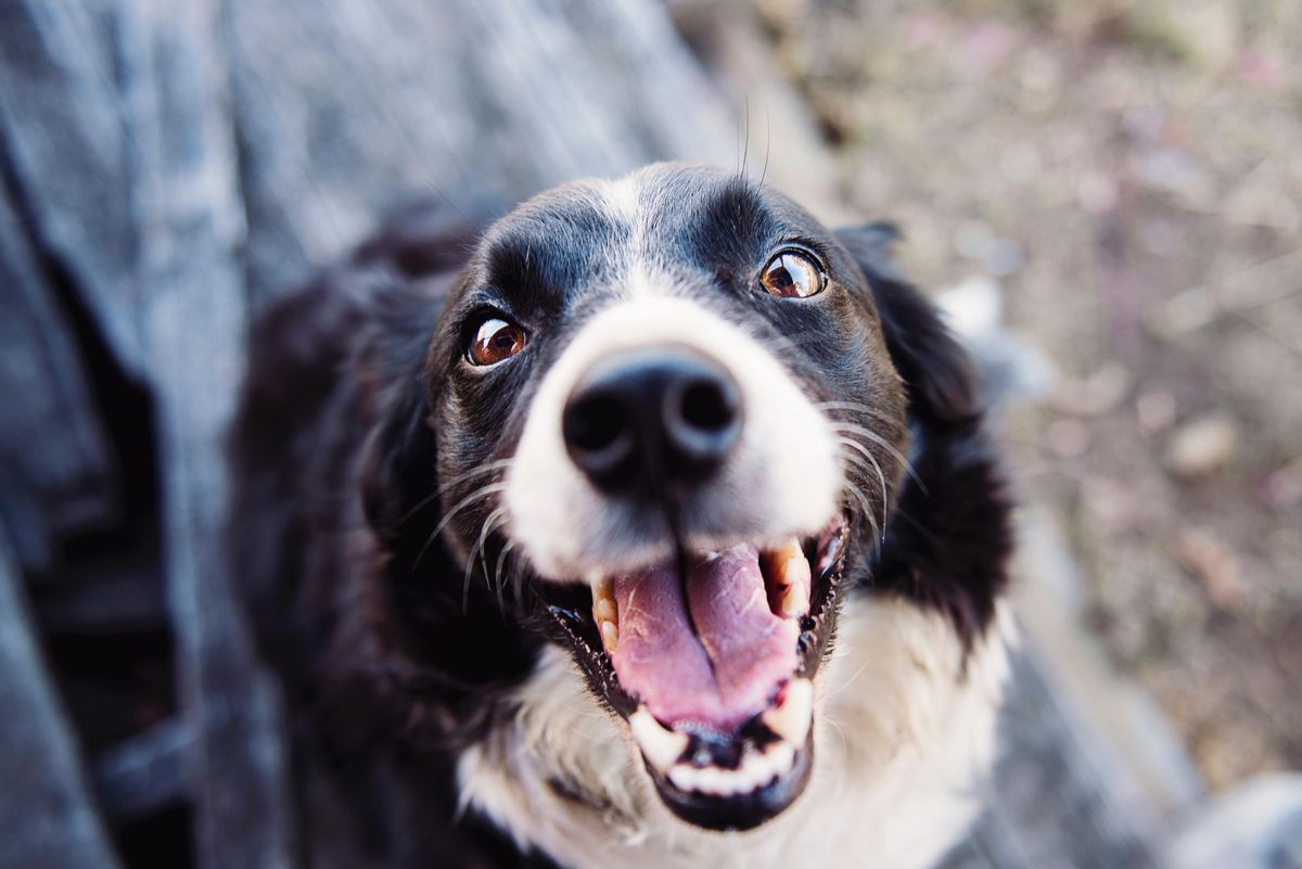 How to choose the best dog hotel in Vancouver
