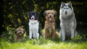 Suitable spaces for small and large breed dogs