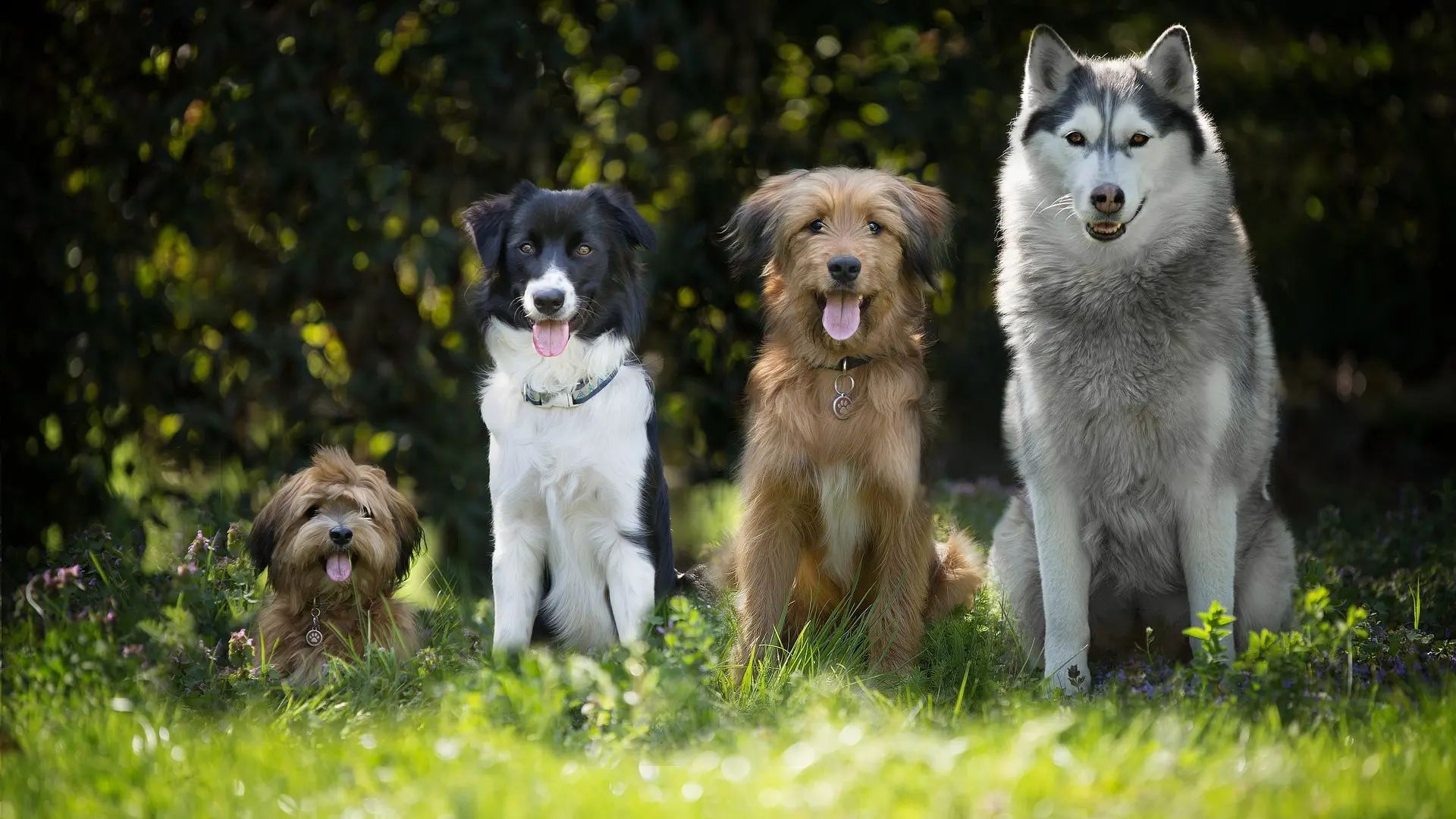 Suitable spaces for small and large breed dogs