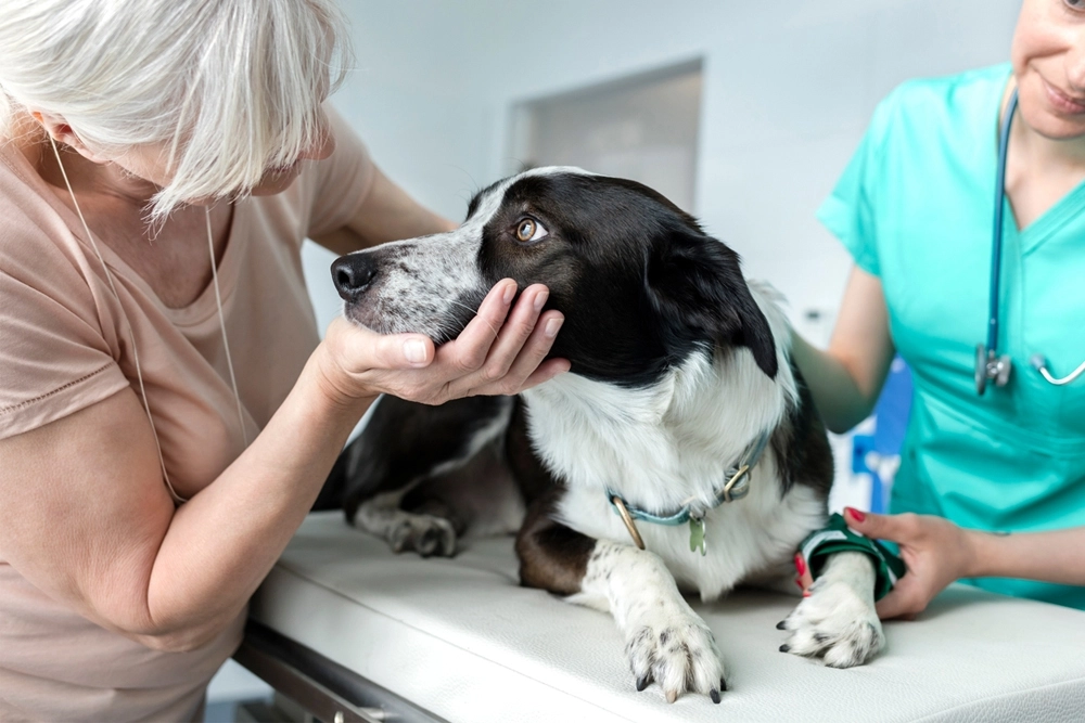 Veterinary services for dogs in Vancouver
